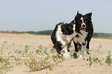 BORDER COLLIE 463